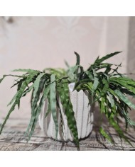 FLOWER POT  Jolipa
